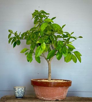 Bonsái Naranjo - Planta Miniatura