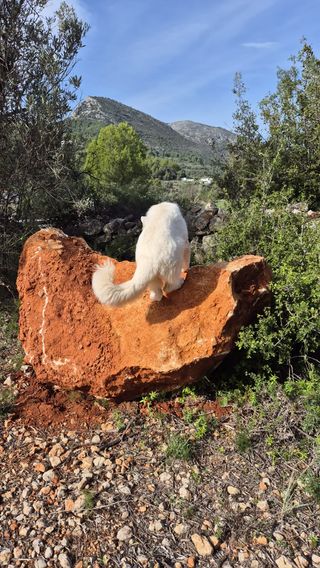 Agility perro: escalera entrenamiento