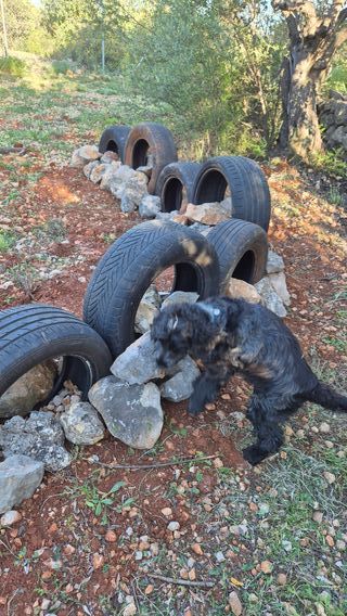 Agility perro: escalera entrenamiento