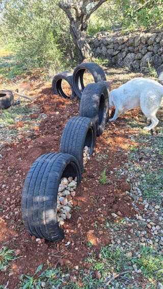 Agility perro: escalera entrenamiento