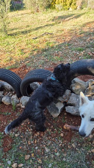 Agility perro: escalera entrenamiento