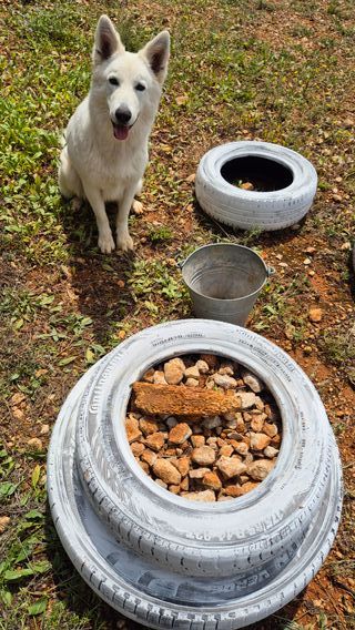 Agility perro: escalera entrenamiento