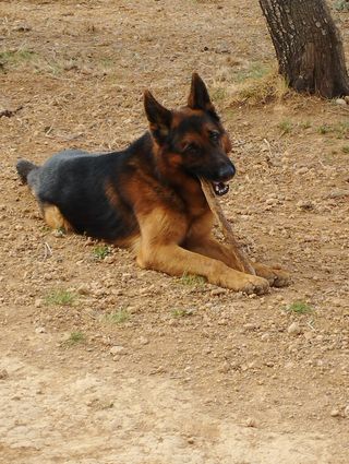Adiestramiento y cuidado canino
