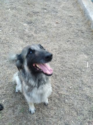 Adiestramiento y cuidado canino