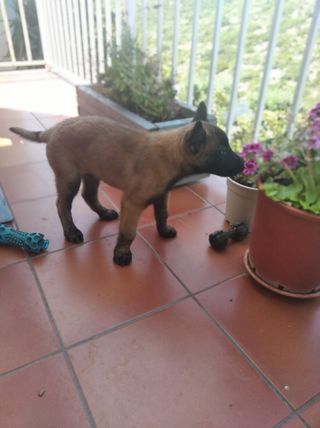 Adiestramiento y cuidado canino
