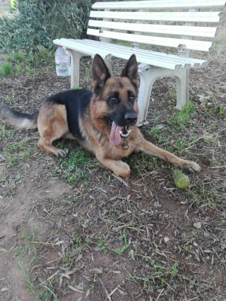 Adiestramiento y cuidado canino