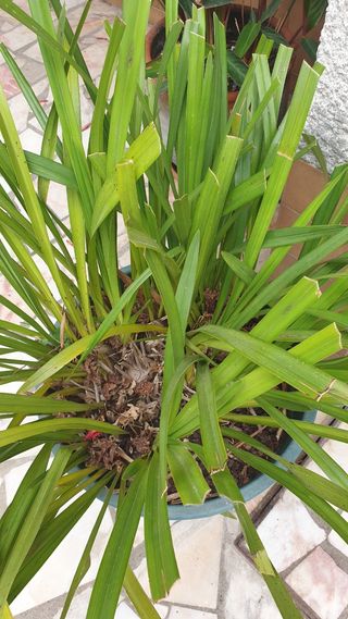 Orquídeas Roseo - Flores Abundantes