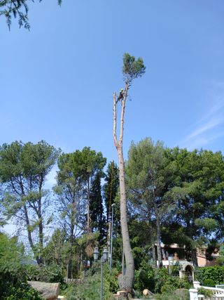 Poda árboles - Tala altura