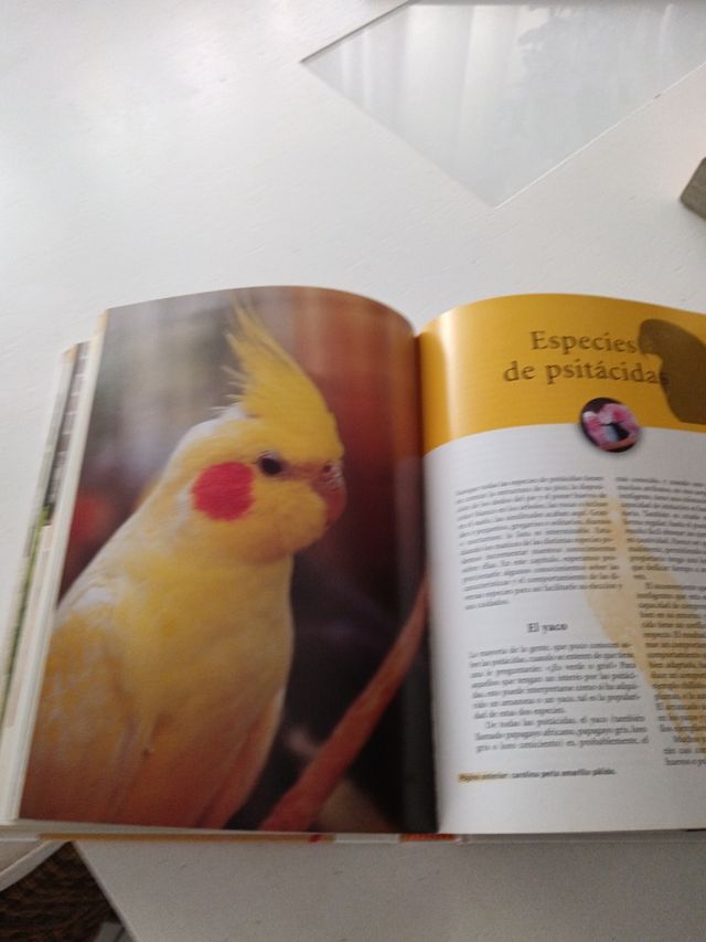 Guía ilustrada de los loros