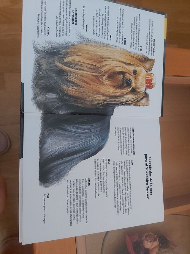 Yorkshire Terrier (Excellence) (Spanish Edition)