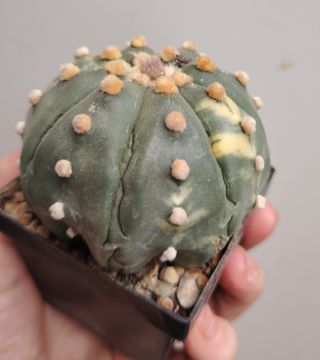 Astrophytum Asterias Variegado