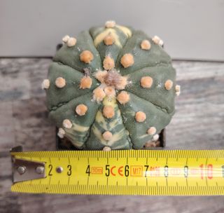 Astrophytum Asterias Variegado