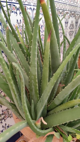 Aloe vera grande - Planta