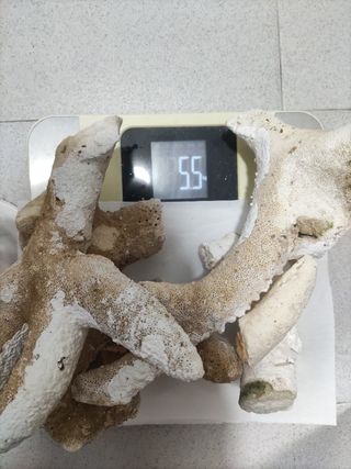 Roca acuario marino branch 5.5kg