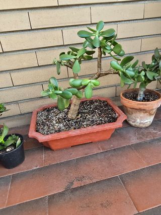 Crassula Bonsai - Prebonsai
