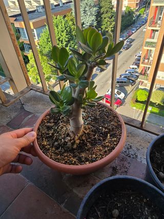 Crassula Bonsai - Prebonsai
