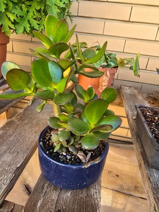 Crassula Bonsai - Prebonsai