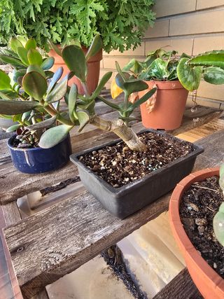 Crassula Bonsai - Prebonsai