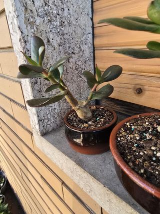 Crassula Bonsai - Prebonsai