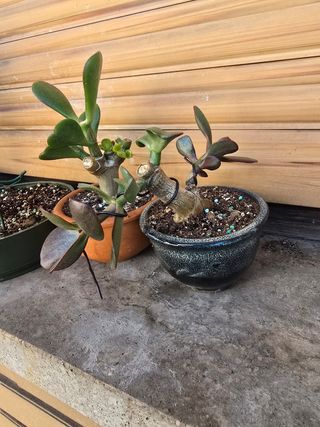 Crassula Bonsai - Prebonsai