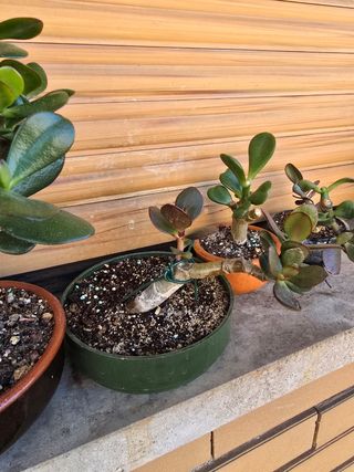 Crassula Bonsai - Prebonsai