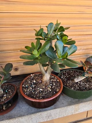 Crassula Bonsai - Prebonsai