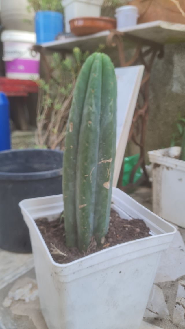 Cacto S.Pedro (Echinopsis pachanoi)