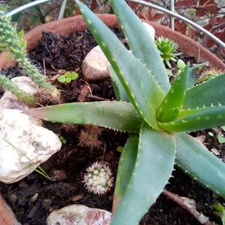 Aloe vera - pianta grassa