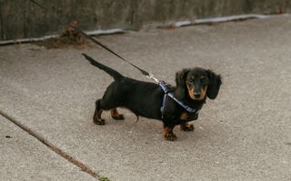 Paseo perros - € 5,00 hora