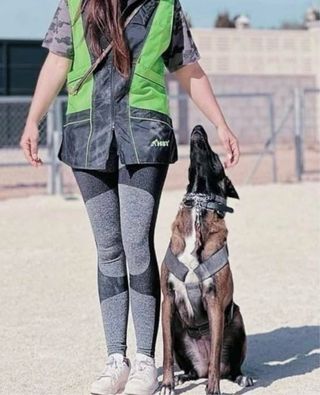 Adiestramiento canino