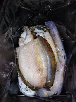 Poteras Pesca Calamar