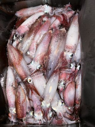Poteras Pesca Calamar