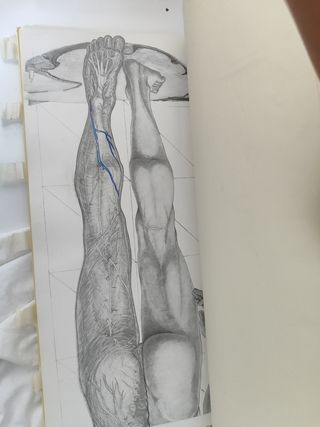 Belorcio
Atlas de anatomía humana