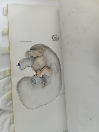 Belorcio
Atlas de anatomía humana