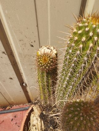 Echinopsis Candicans - Cactus Gigante