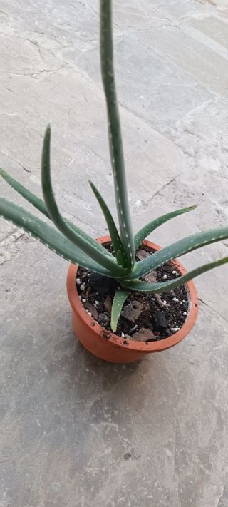 Aloe vera planta