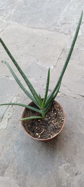 Aloe vera planta