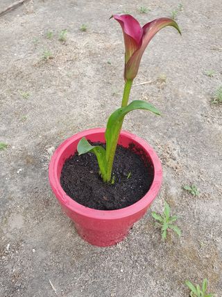 Maceta roja de plástico