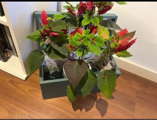 Caja madera Antigua-Antiguo maletin de veterinario