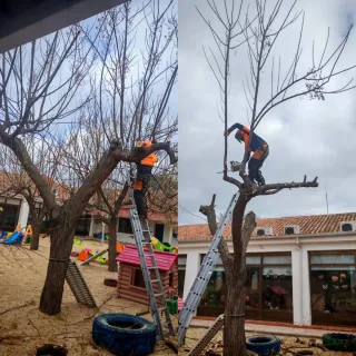 Poda y tala árboles