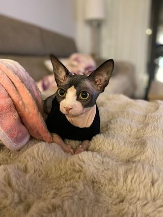 Roland MPX-90 Impresora 3D