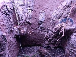 Terrario Exo Terra 60x45x45