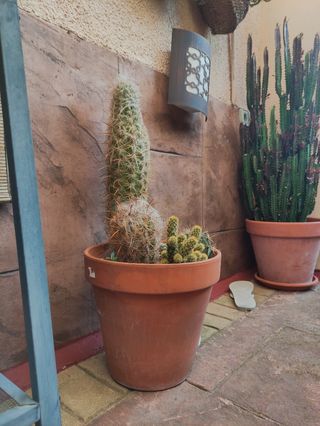 Cactus columna grandes 2 unidades + 1 mediano