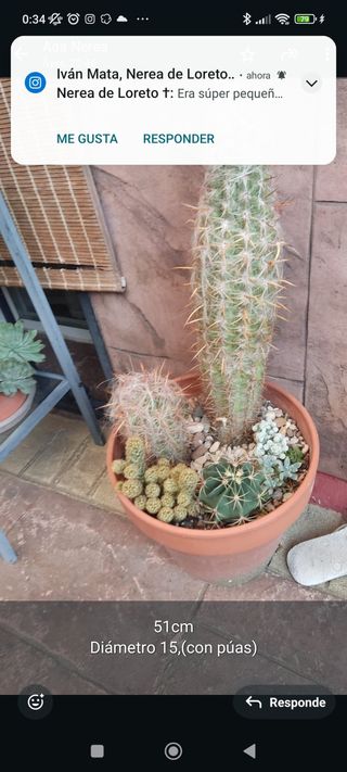 Cactus columna grandes 2 unidades + 1 mediano