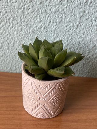 Suculenta Cactus Echeveria