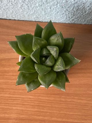 Suculenta Cactus Echeveria