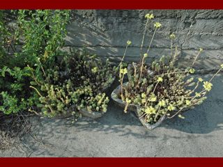 Fioriere in cemento varie misure