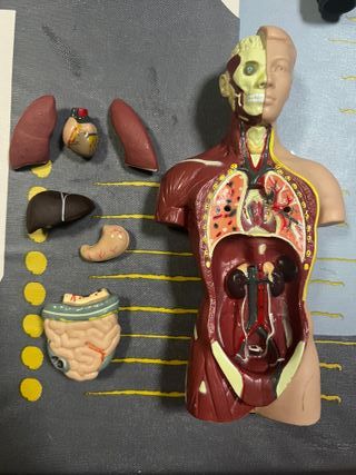 FIGURA CUERPO HUMANO