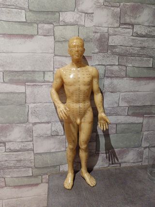 Modelo de acupuntura