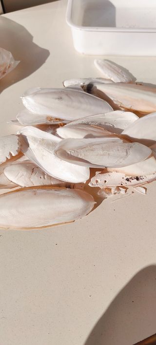 10 Ossa di Seppia - Decoro